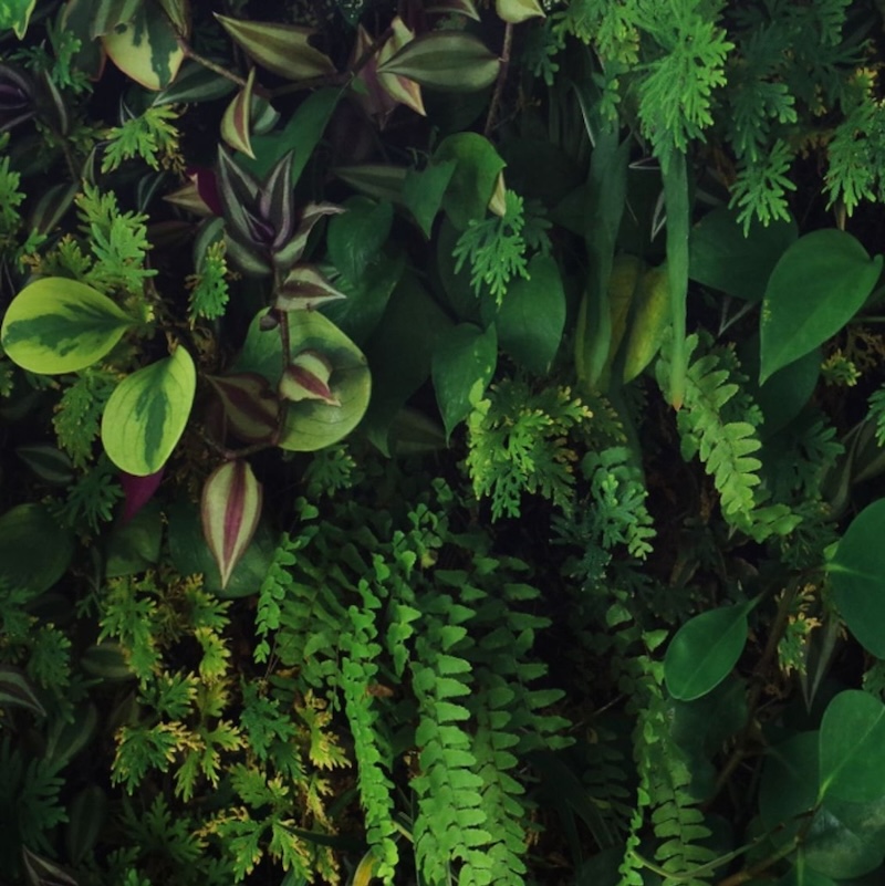 Green Wall